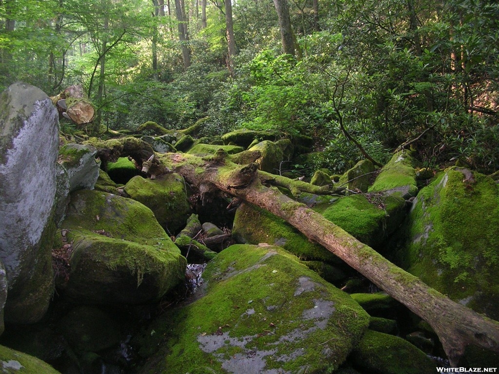 Moss-covered log