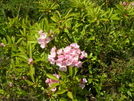 Laurel Bush In Dolly Sods Wilderness by Cookerhiker in Flowers