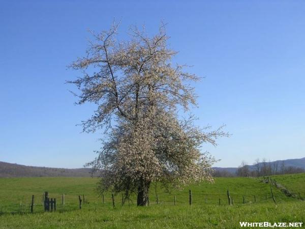 Tree on abandoned farm in TN