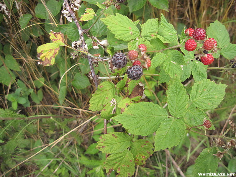 Ripening Black Raspberries