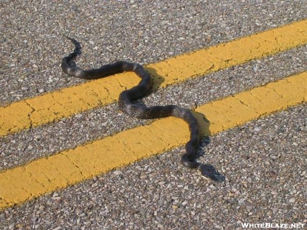 Blacksnake crosses Skyline Drive