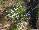 Bluets by Cookerhiker in Flowers