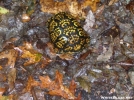 Box Turtle by Cookerhiker in Other