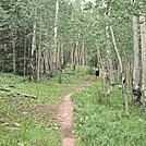 Aspen forest - Colorado Trail thruhike 2011 by Cookerhiker in Colorado Trail