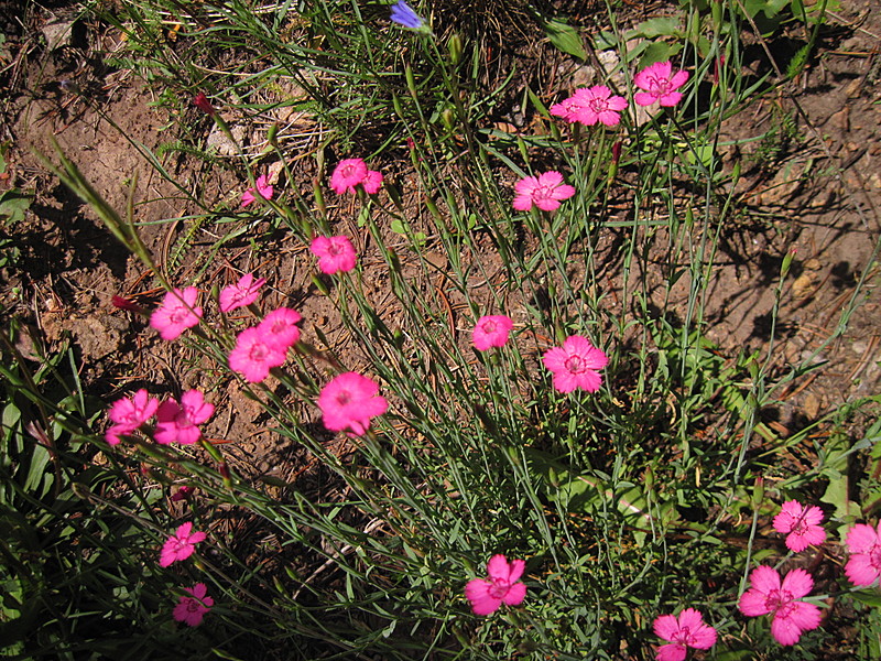 Colorado Trail - Primrose