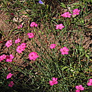 Colorado Trail - Primrose by Cookerhiker in Colorado Trail