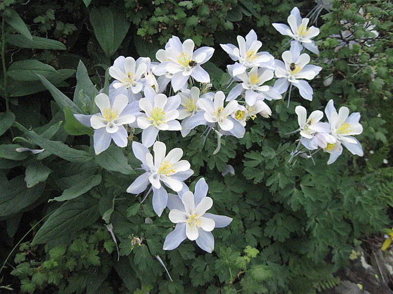 Colorado Trail - Columbine