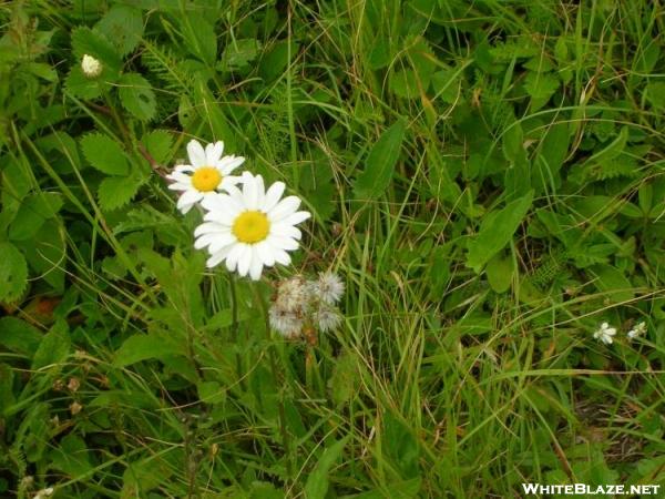 Daisies on Big Bald