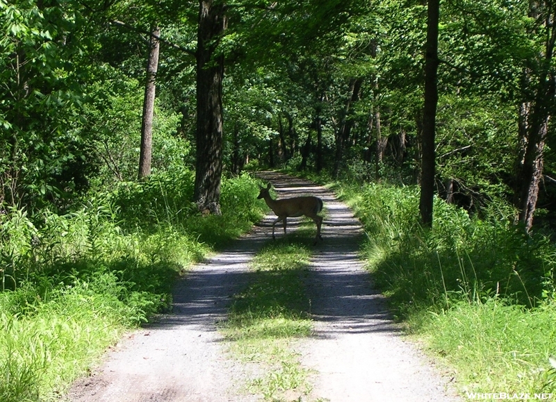 Deer Crossing C&O Canal Towpath