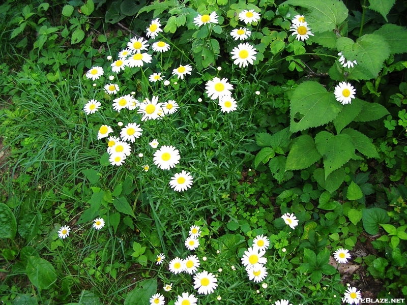 Daisies Besides The Trail