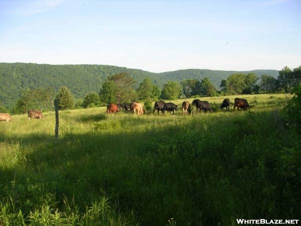 Bovine trail users