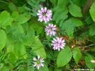 Crown Vetch at Sam\'s Gap by Cookerhiker in Flowers