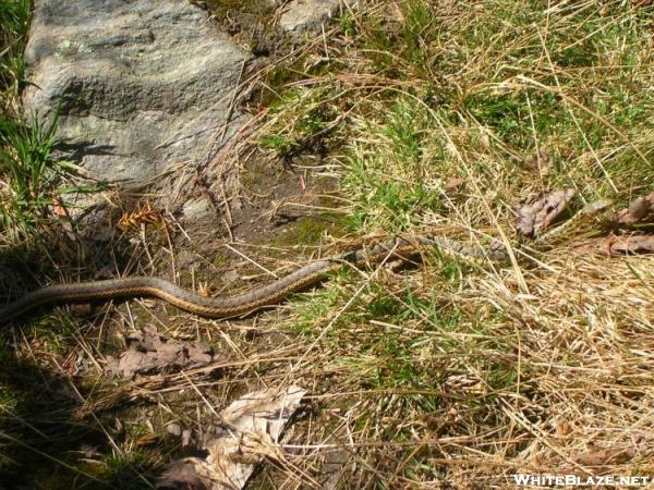 Garter Snake