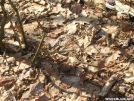 Another Garter Snake