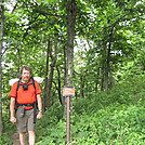 Along the trail in SNP by Cookerhiker in Trail & Blazes in Virginia & West Virginia