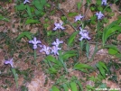 Irises by Cookerhiker in Flowers