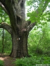 Large tree by Cookerhiker in Trail & Blazes in New Jersey & New York
