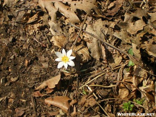Solitary Bloodroot