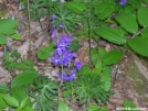 Dwarf Larkspur by Cookerhiker in Flowers