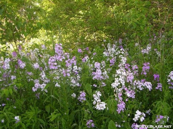 Pink & White Flowers