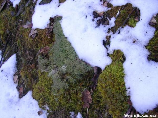 Mosses & Lichen