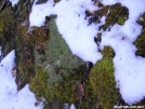 Mosses & Lichen by Cookerhiker in Other