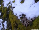 Mosses by Cookerhiker in Other