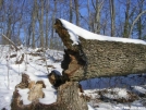 Mother of all Blowdowns - another view by Cookerhiker in Trail & Blazes in Virginia & West Virginia