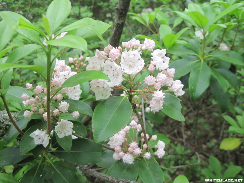 Mountain Laurel On Allegheny Trail