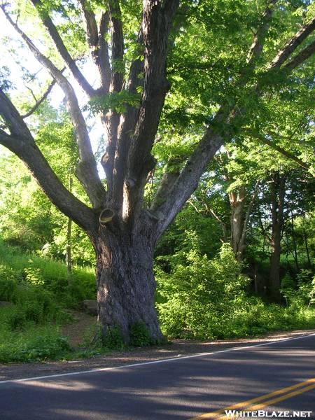 Dover Oak