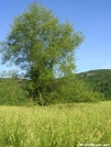 Open Field in NY by Cookerhiker in Views in New Jersey & New York