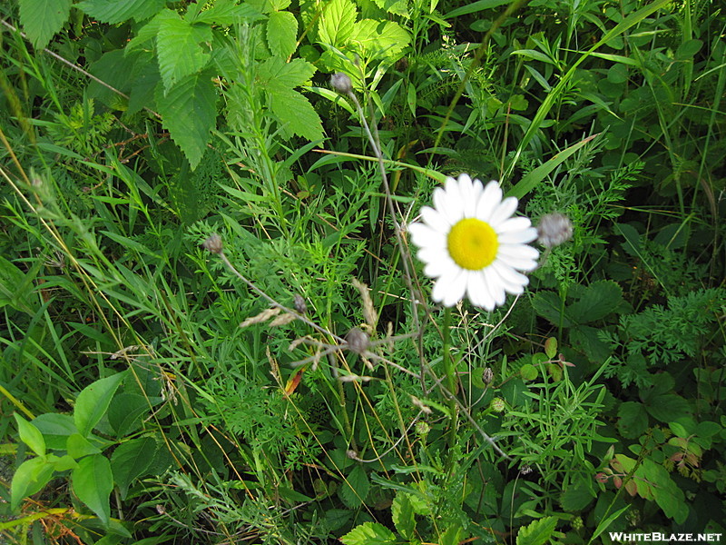 Ox-eyed Daisy in Shenandoah National Park