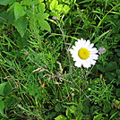 Ox-eyed Daisy in Shenandoah National Park by Cookerhiker in Flowers