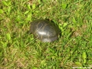 Painted Turtle by Cookerhiker in Other