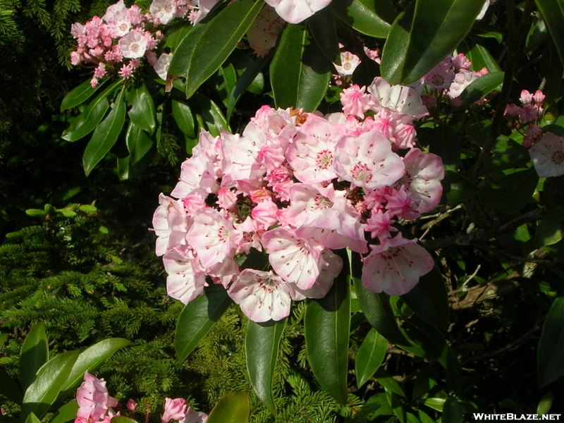 Pink Clusters Of Mountain Laurel, Dolly Sods Wilderness