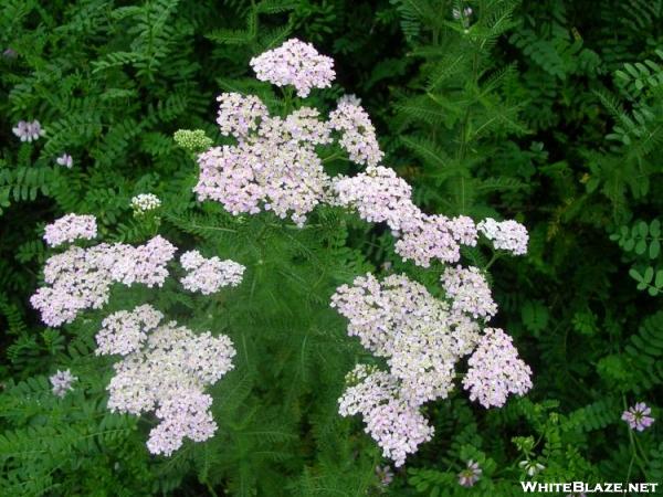 Yarrow