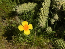 Arizona Trail - Single Mexican Gold Poppy