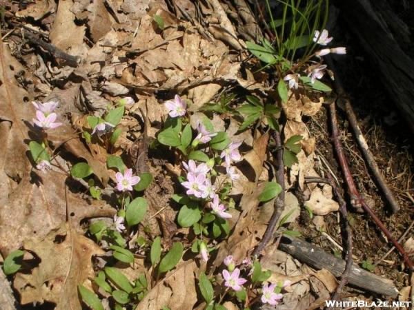 Spring Beauties