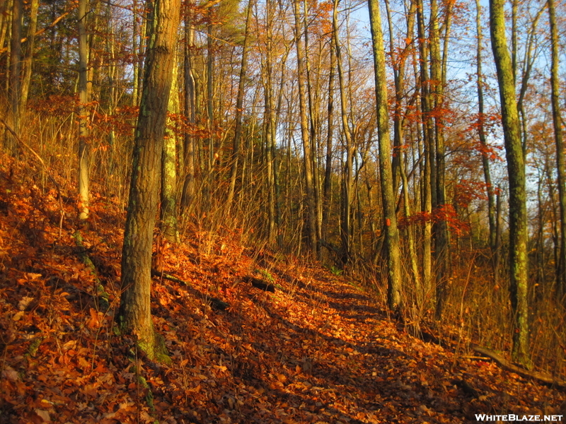 Early Morning On Susquehannock Trail, Pa