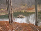 Beaver House Along Susquehannock Trail, Pa