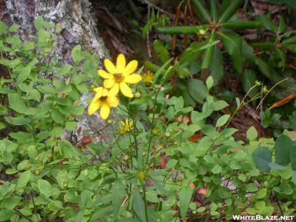 Tall Coreopsis