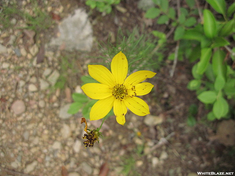 Coreopsis