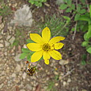 Coreopsis by Cookerhiker in Flowers