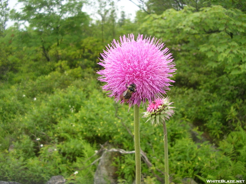 Thistle & Guest, Dolly Sods Wilderness