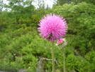 Thistle & Guest, Dolly Sods Wilderness by Cookerhiker in Flowers