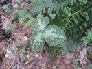 Trillium Pre-blooming In Smokies