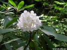 White Rhododendron by Cookerhiker in Flowers