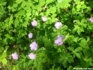 Wild Geranium by Cookerhiker in Flowers