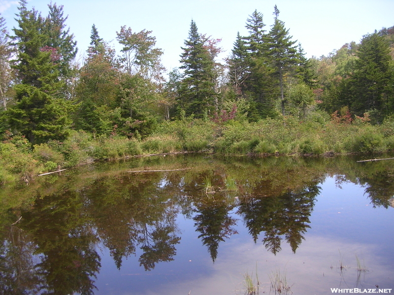 Zealand Pond