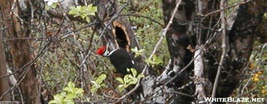 Pileated Woodpecker